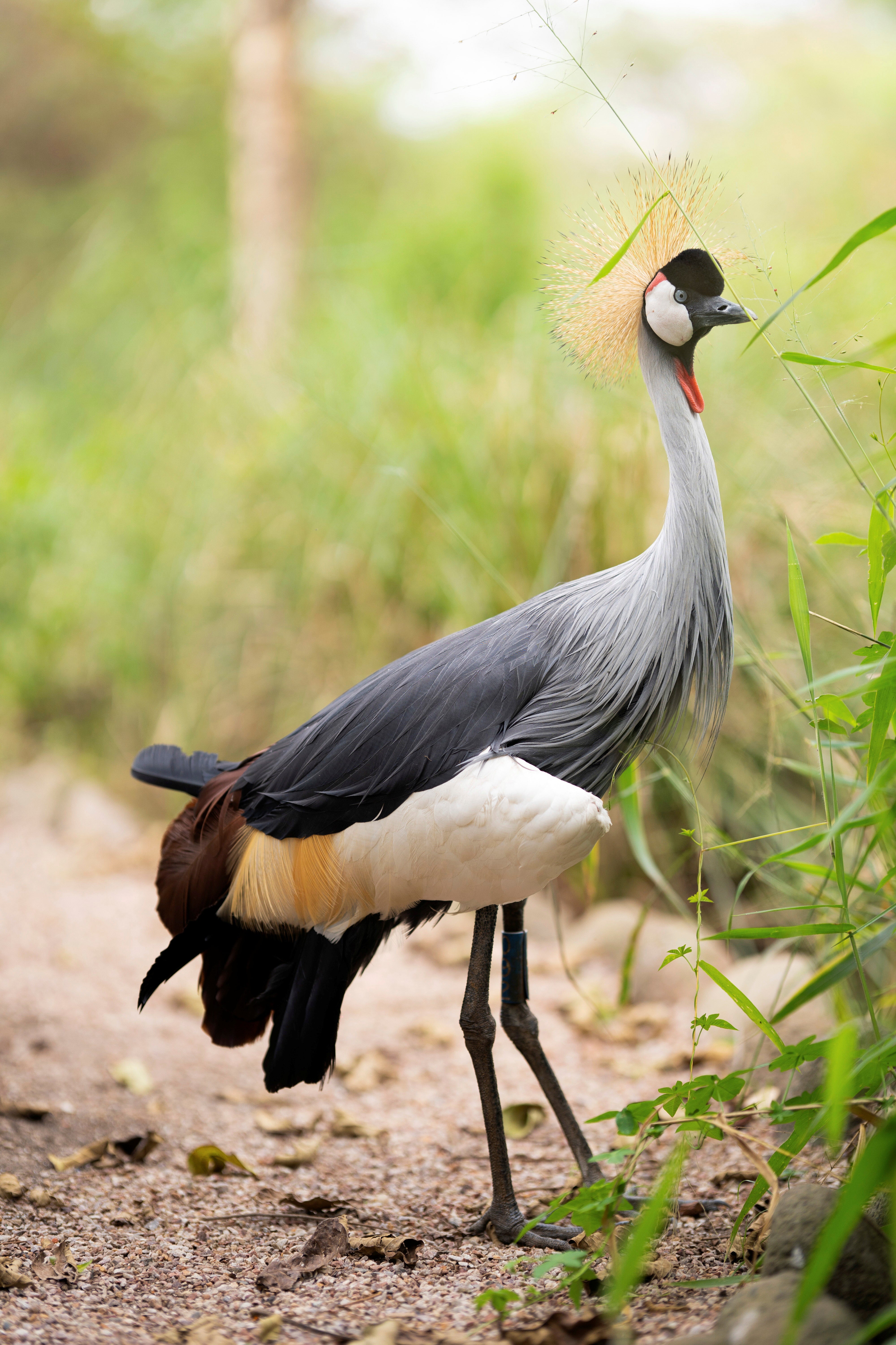 These cranes have often been seen as a status and wealth symbol in Rwanda