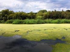 Climate crisis to drive ‘abrupt’ shifts in algae communities and disrupt ocean food chain, research finds