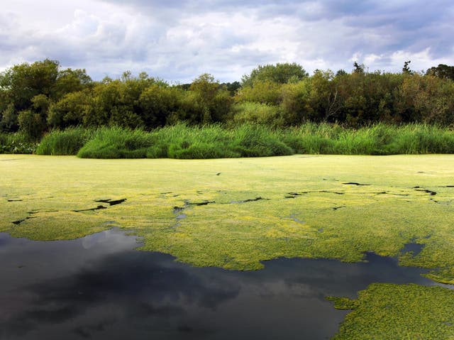 <p>Researchers believe that changes in algal communities caused by global warming could have a major effect on marine ecosystems </p>