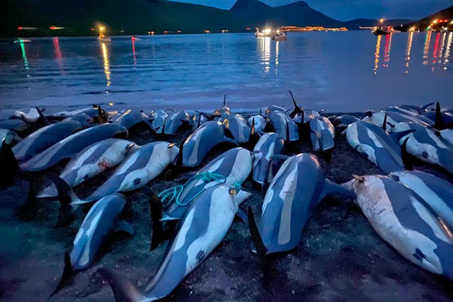 Faeroe Islands Dolphins