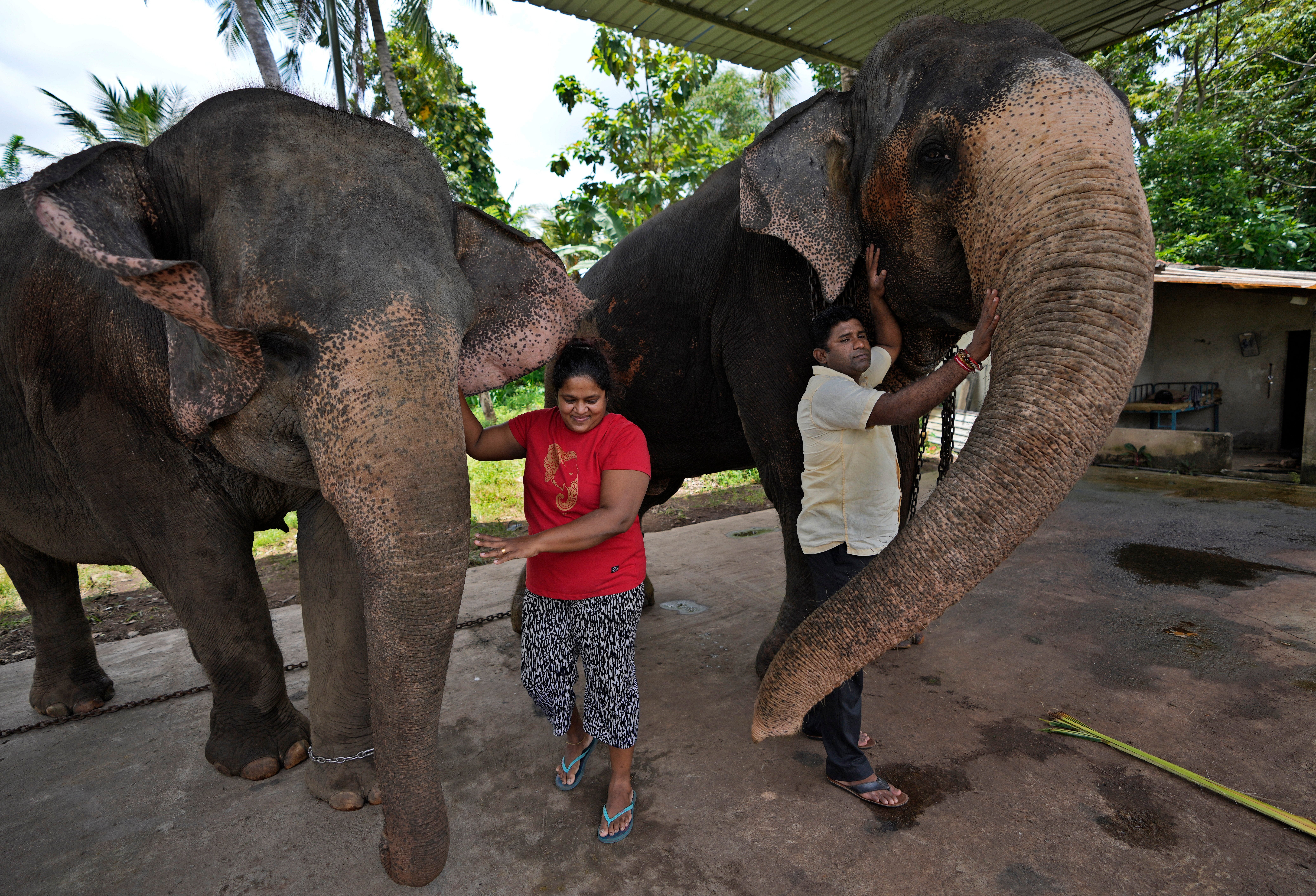 Sri Lanka Elephant Trafficking