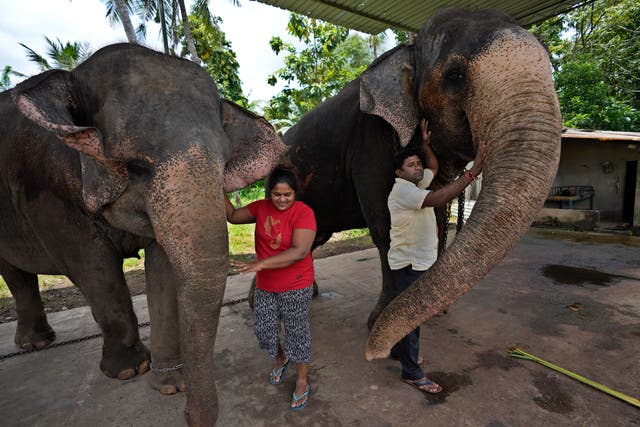 Sri Lanka Elephant Trafficking