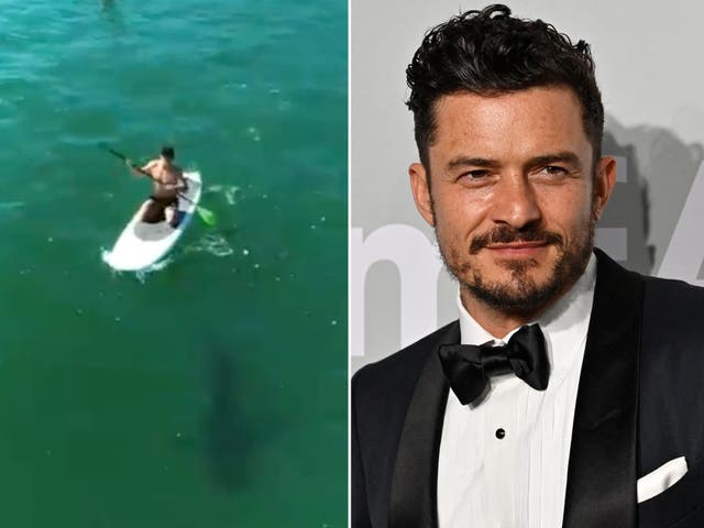<p>Orlando Bloom shared a video with the shark</p>