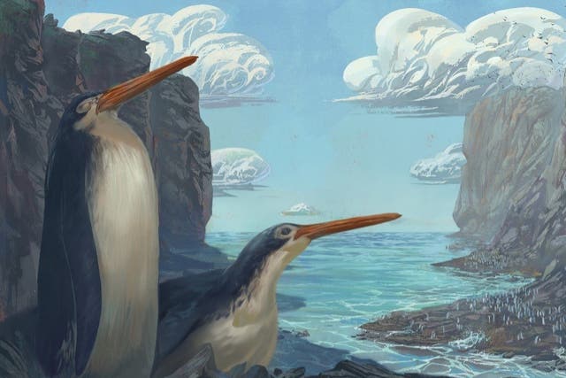 <p>An artist’s impression of the Kawhia giant penguin </p>