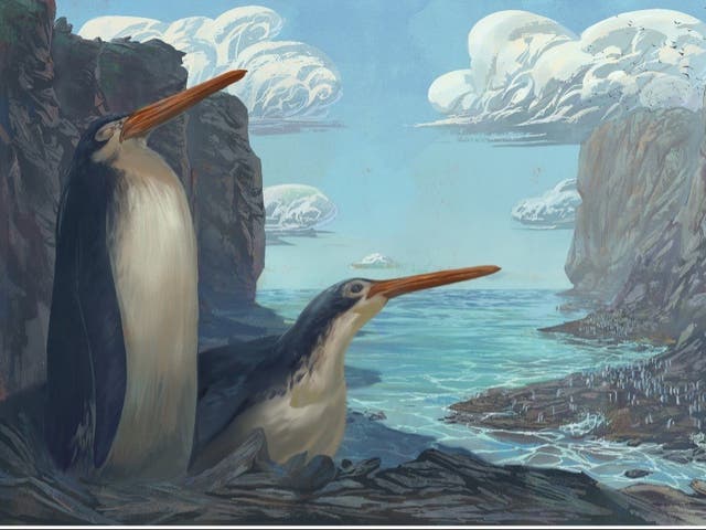 <p>An artist’s impression of the Kawhia giant penguin </p>