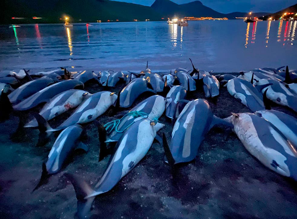 ISLAS FEROE-DELFINES
