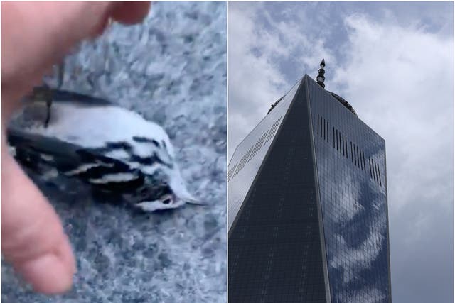 <p>Hundreds of dead birds have been found at the bases of several World Trade Centre towers</p>