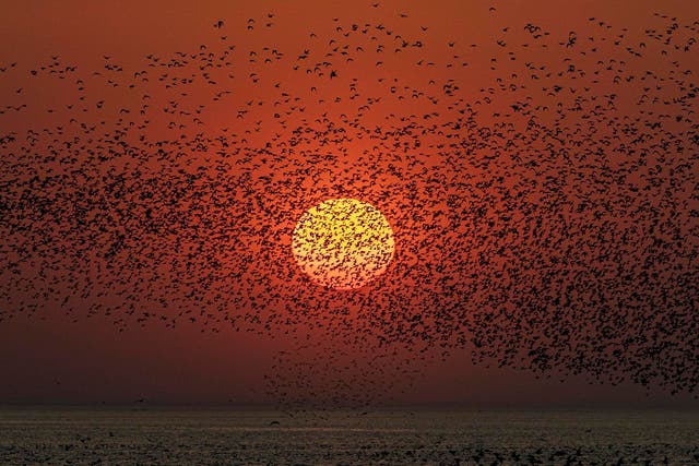 <p>World class: sunset as seen from RSPB Snettisham Nature Reserve in Norfolk</p>