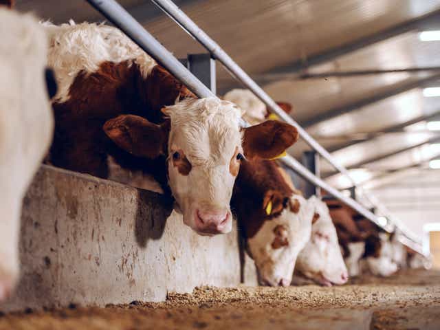 <p>The chief veterinary officer said the infected cow was caught by the government’s strict surveillance programme for BSE  </p>