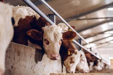 Ivermectin shortage because of false Covid cure claims may result in animals being sent to slaughter