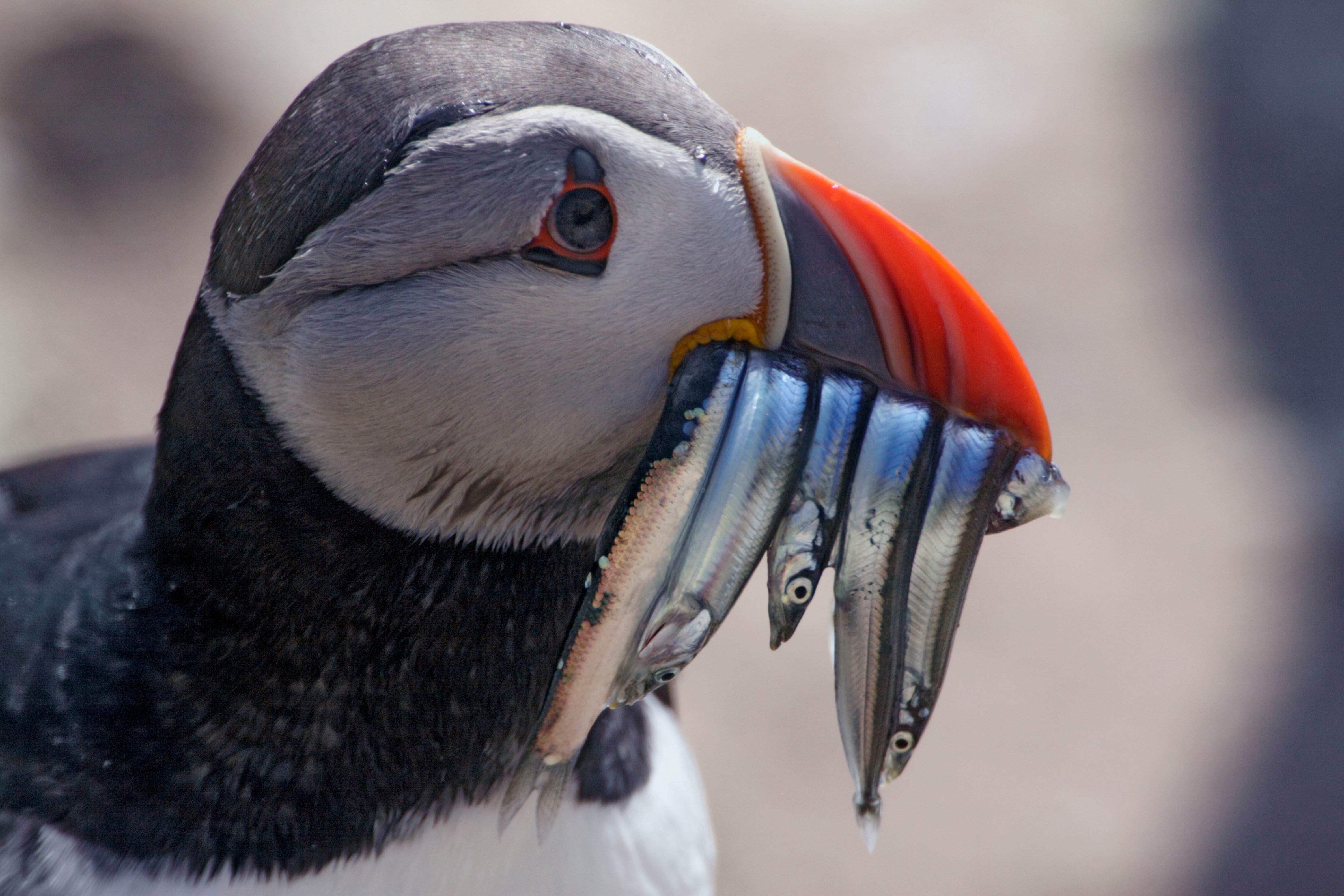 Many species and habitats are at risk if we do not limit warming to the 1.5C target set out in the Paris Agreement