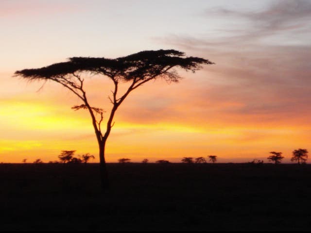 <p>Rising star: the Maasai Mara in Kenya, now off the red list</p>