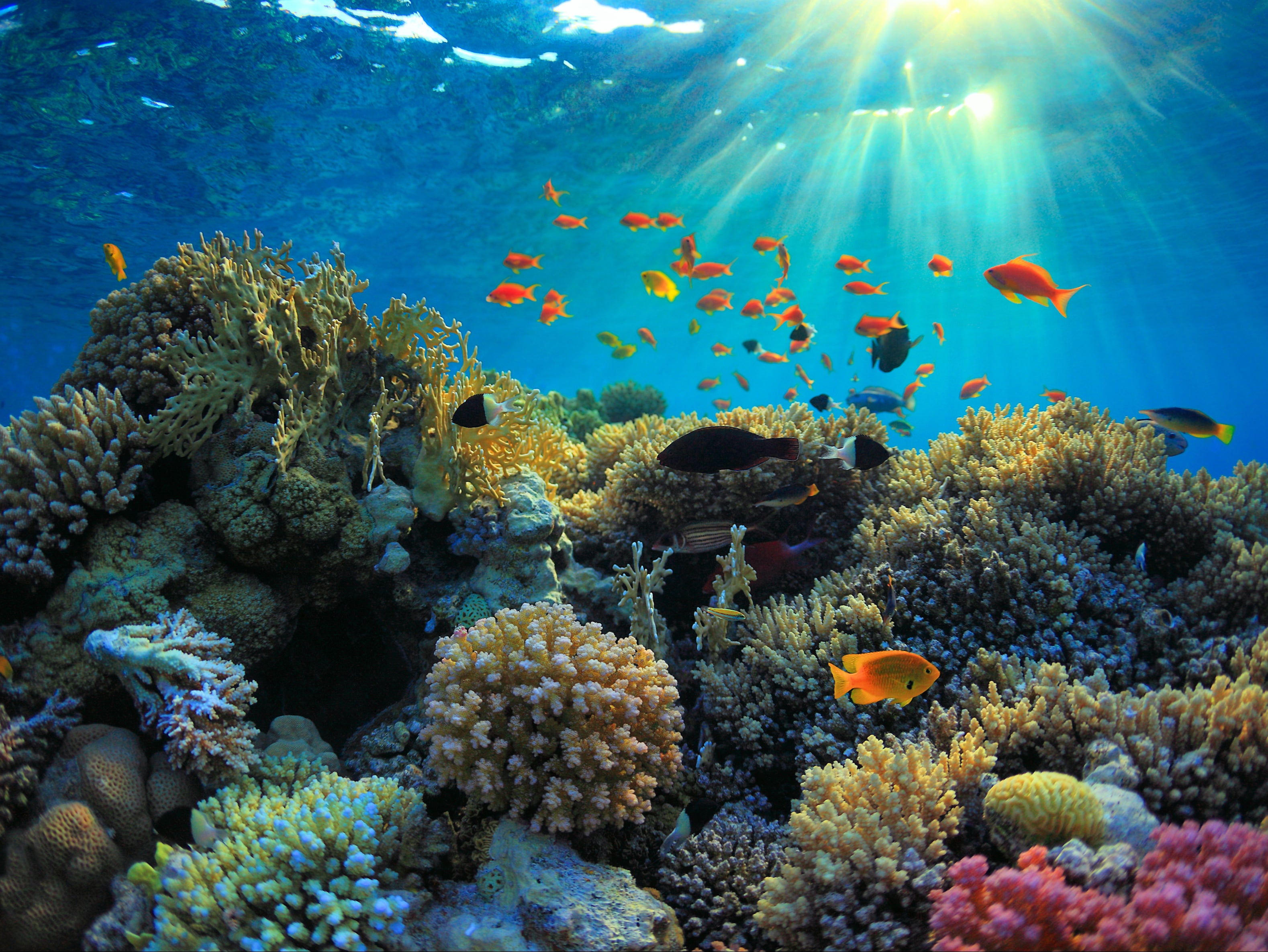 Coral reefs cover only one per cent of the earth’s surface but are critical ecosystems for biodiversity