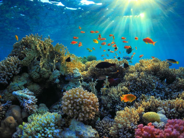 <p>Coral reefs cover only one per cent of the earth’s surface but are critical ecosystems for biodiversity</p>