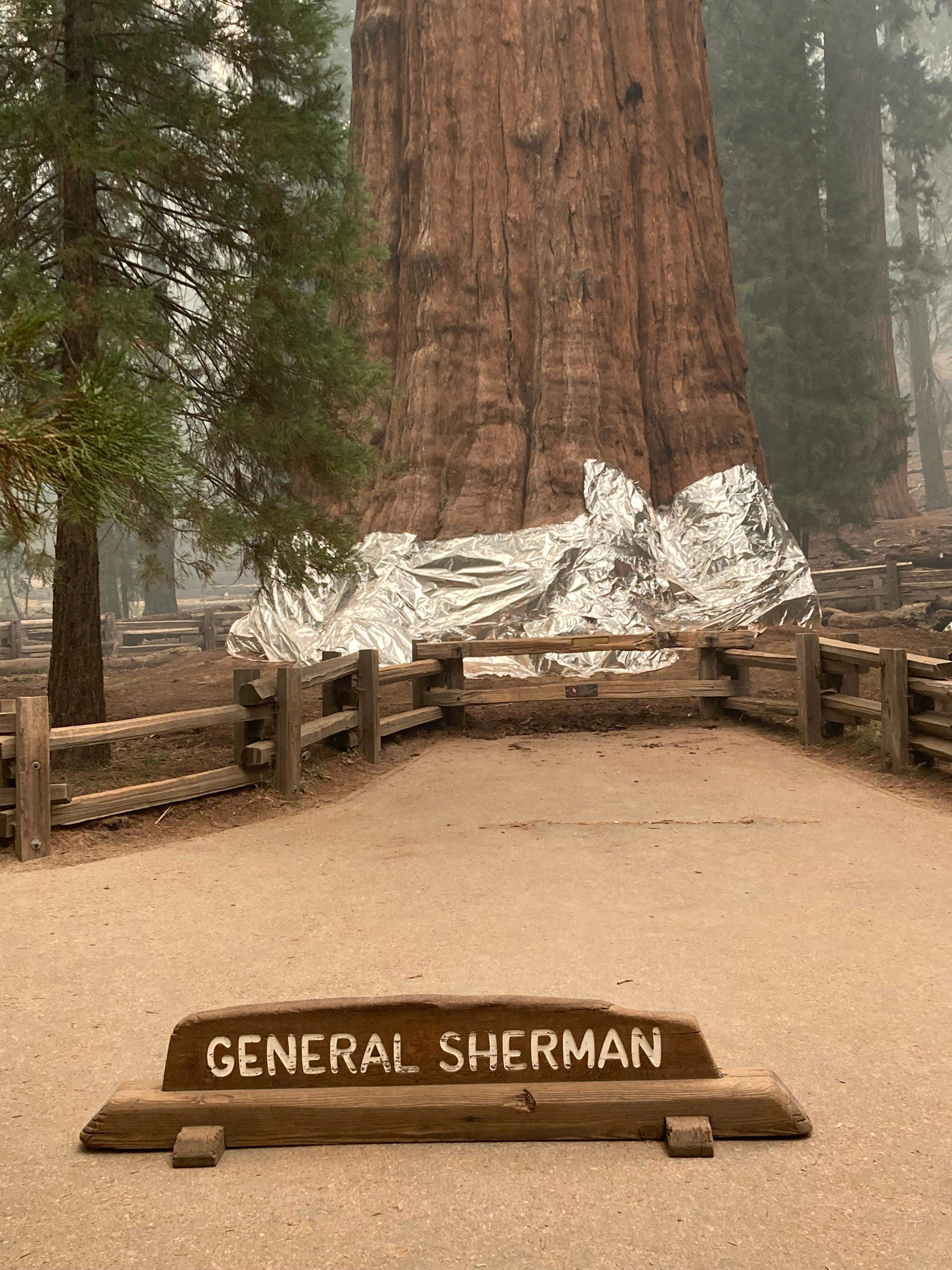 Lower portions of the giant Sequoia trees were wrapped in fire protective foil last week as the threat of wildfire intensified