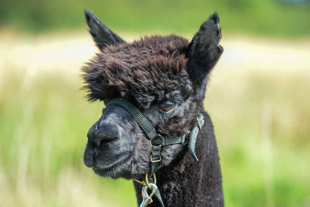 Geronimo the alpaca’s owner claims new test results show he did not have TB