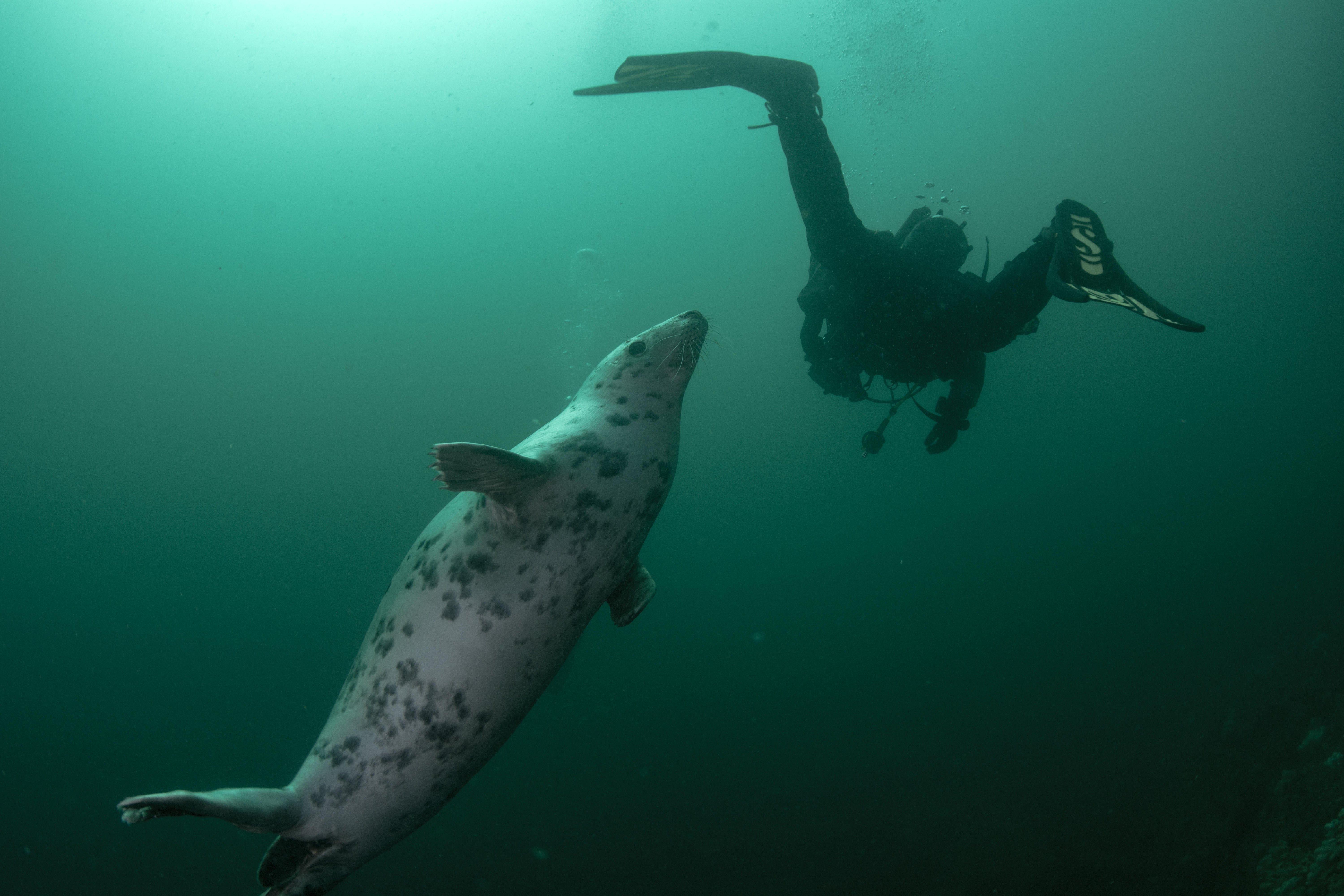 P22C93 A curious grey seal swims up to a scuba diver swimming along underwater