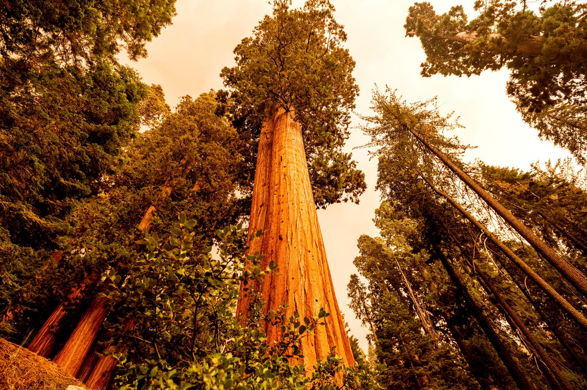 California firefighters scramble to protect sequoia groves