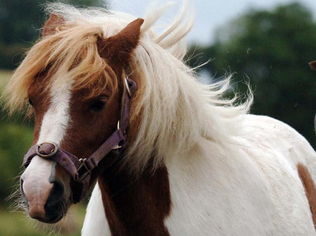 <p>Picture of Shetland Pony for illustration only</p>