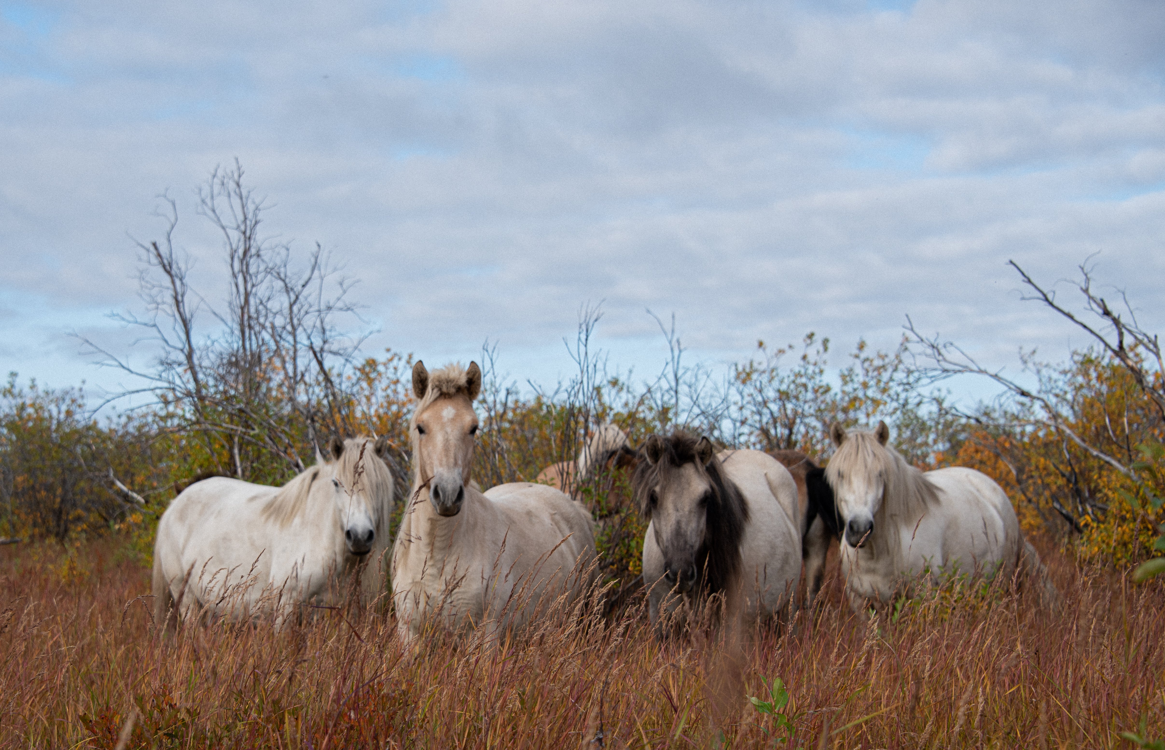 Horses settling into their new home at Pleistocene Park