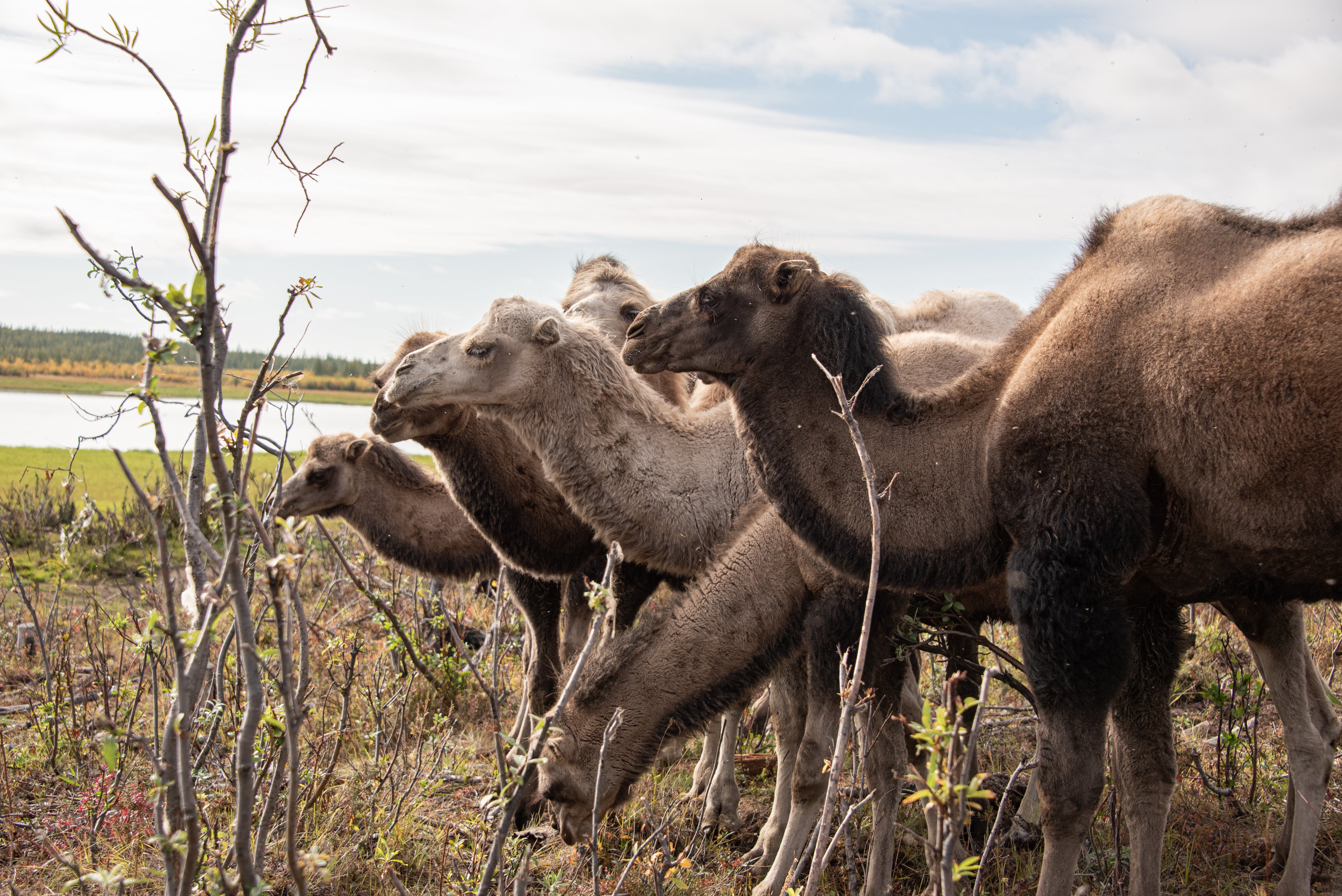 Camels clear the way for grasslands by eating the shrub