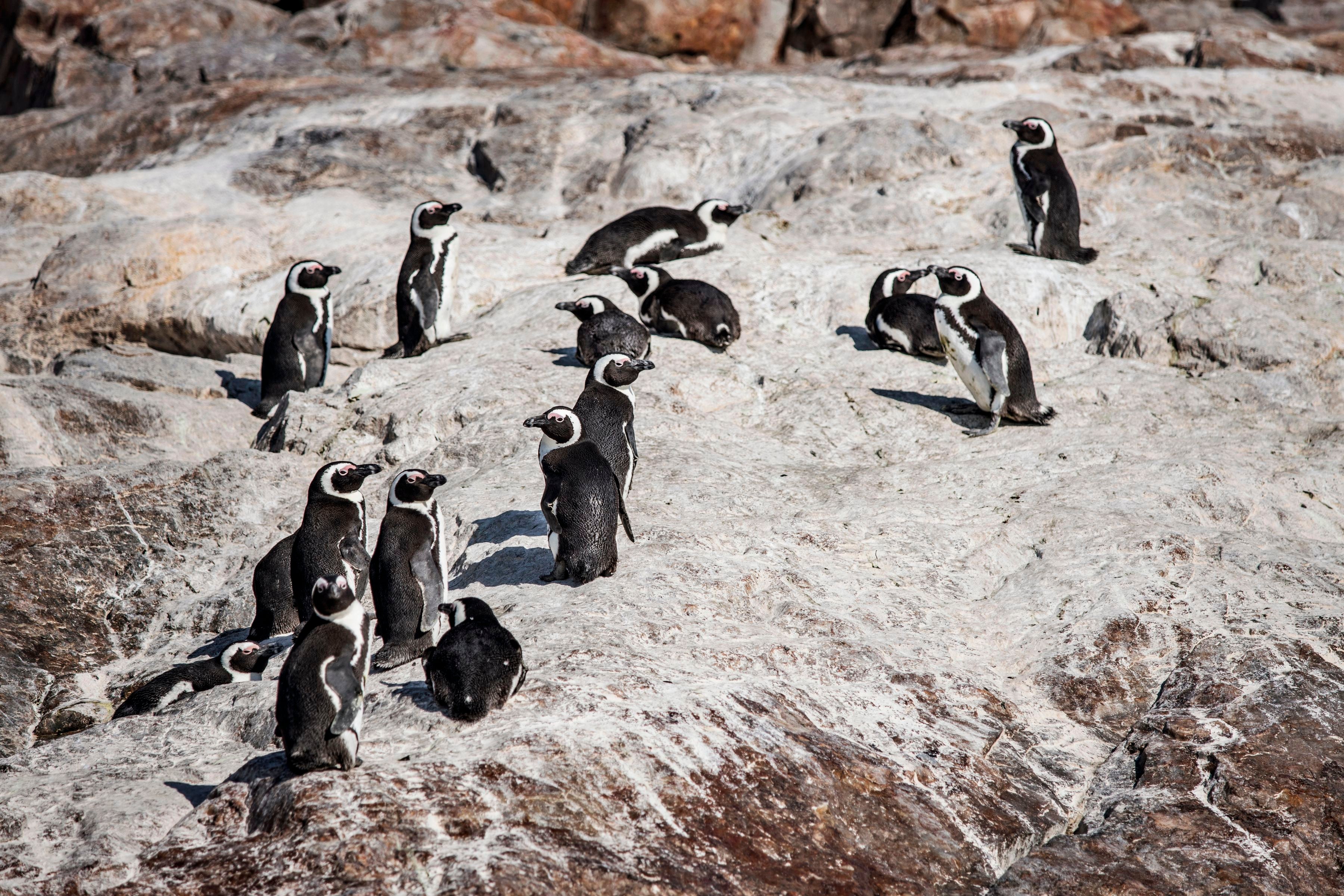 File: Colony of penguins is seen on St Croix island in Algoa Bay outside Port Elizabeth