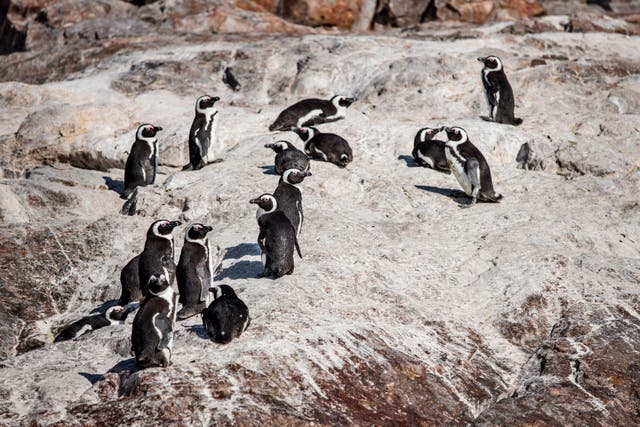 <p>File: Colony of penguins is seen on St Croix island in Algoa Bay outside Port Elizabeth</p>