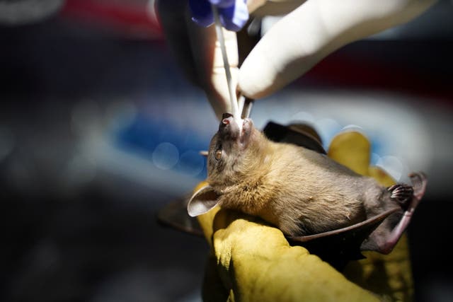 <p>Samples are being collects from bats by researchers in northern Cambodia  </p>