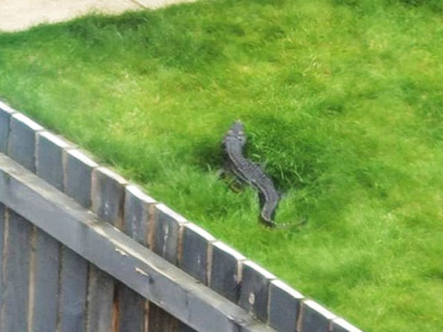 <p>Reptile reportedly seen by the River Aire </p>