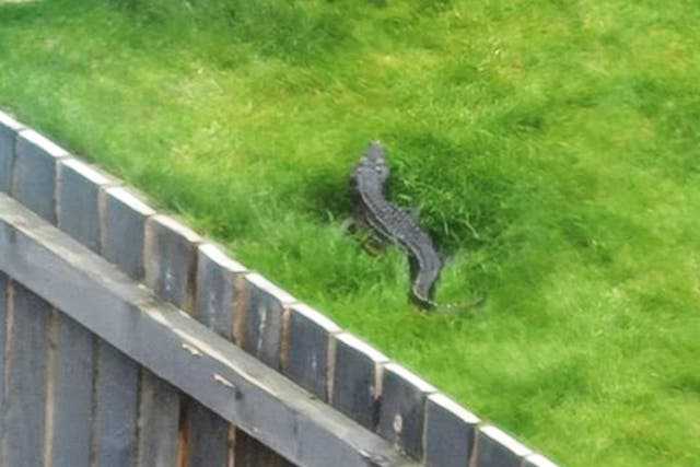 <p>Reptile reportedly seen by the River Aire </p>