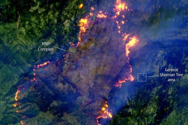 Una imagen de satélite del 18 de septiembre de 2021 muestra el incendio del complejo KNP en California avanzando hacia el sitio del General Sherman, el árbol de tallo único más grande del mundo.