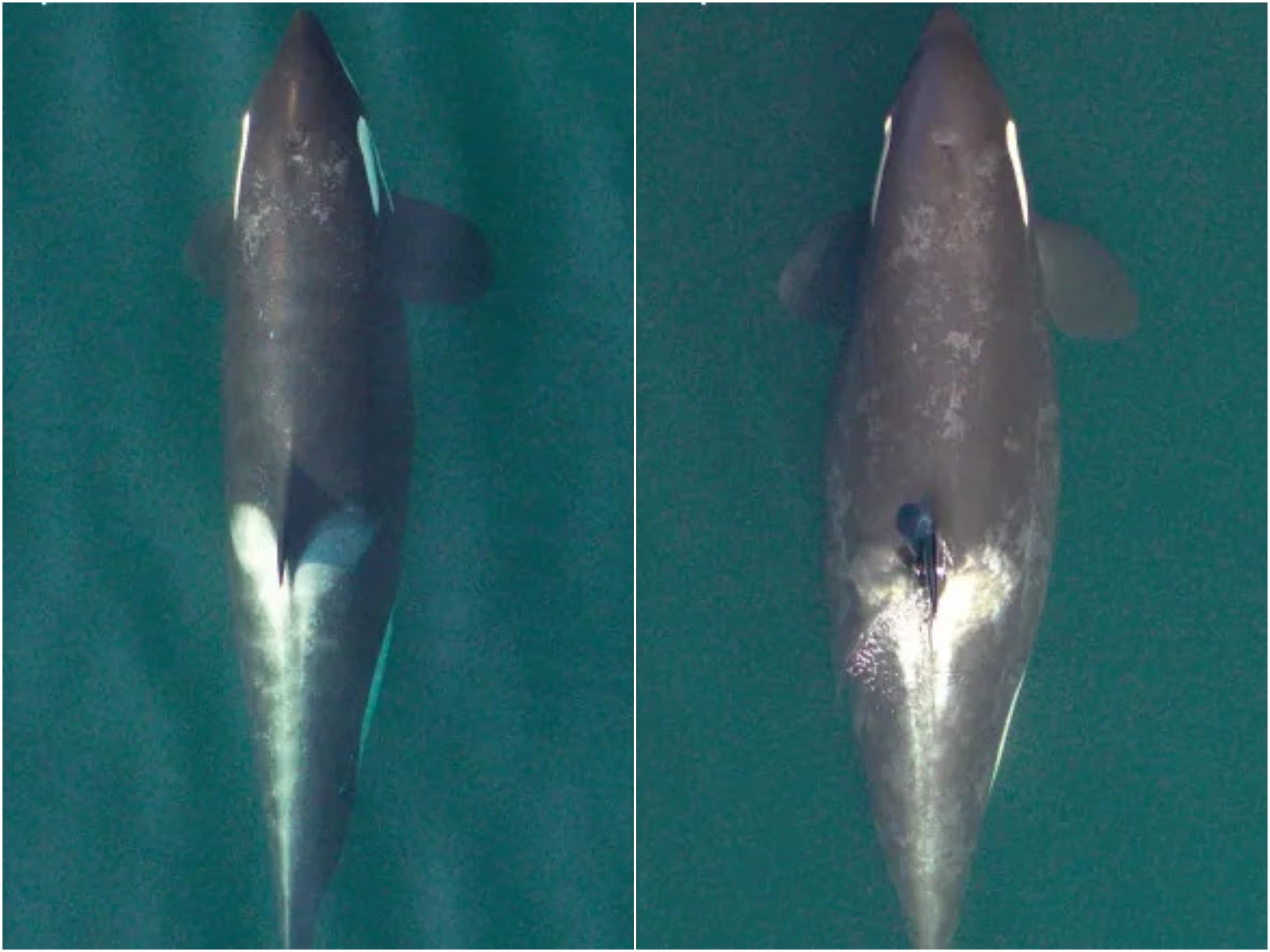 Images from research nonprofit SR3 shows that an endangered Pacific Northwest orca is pregnant
