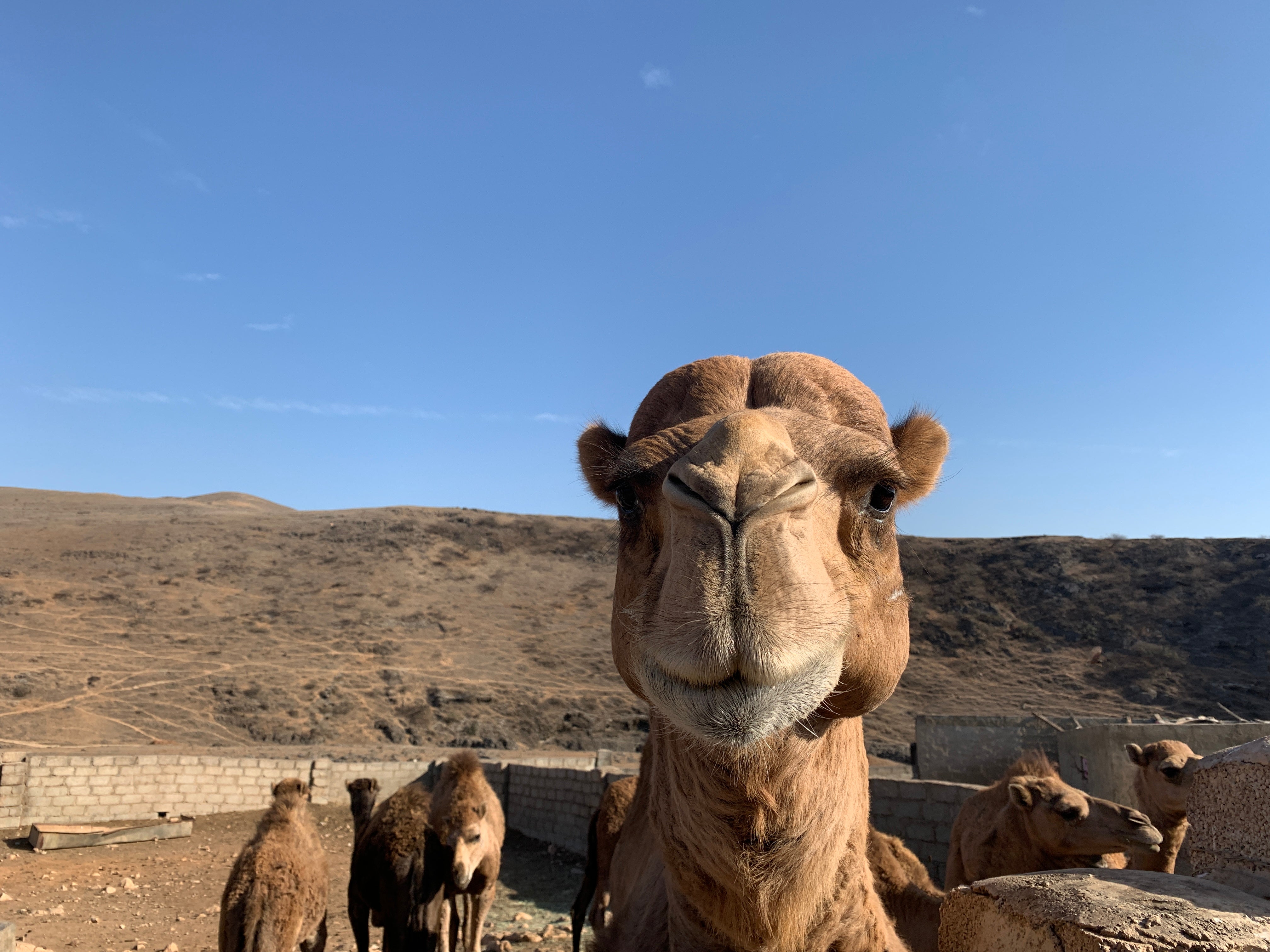 A camel in Oman’s Empty Quarter
