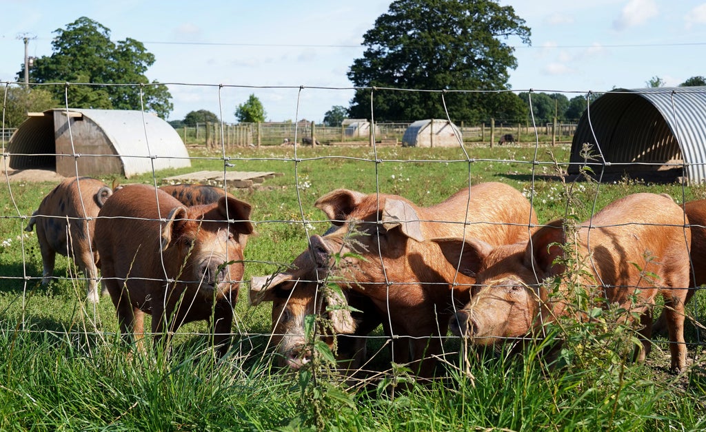 Pig farmers may be forced to cull animals amid abattoir gas shortage