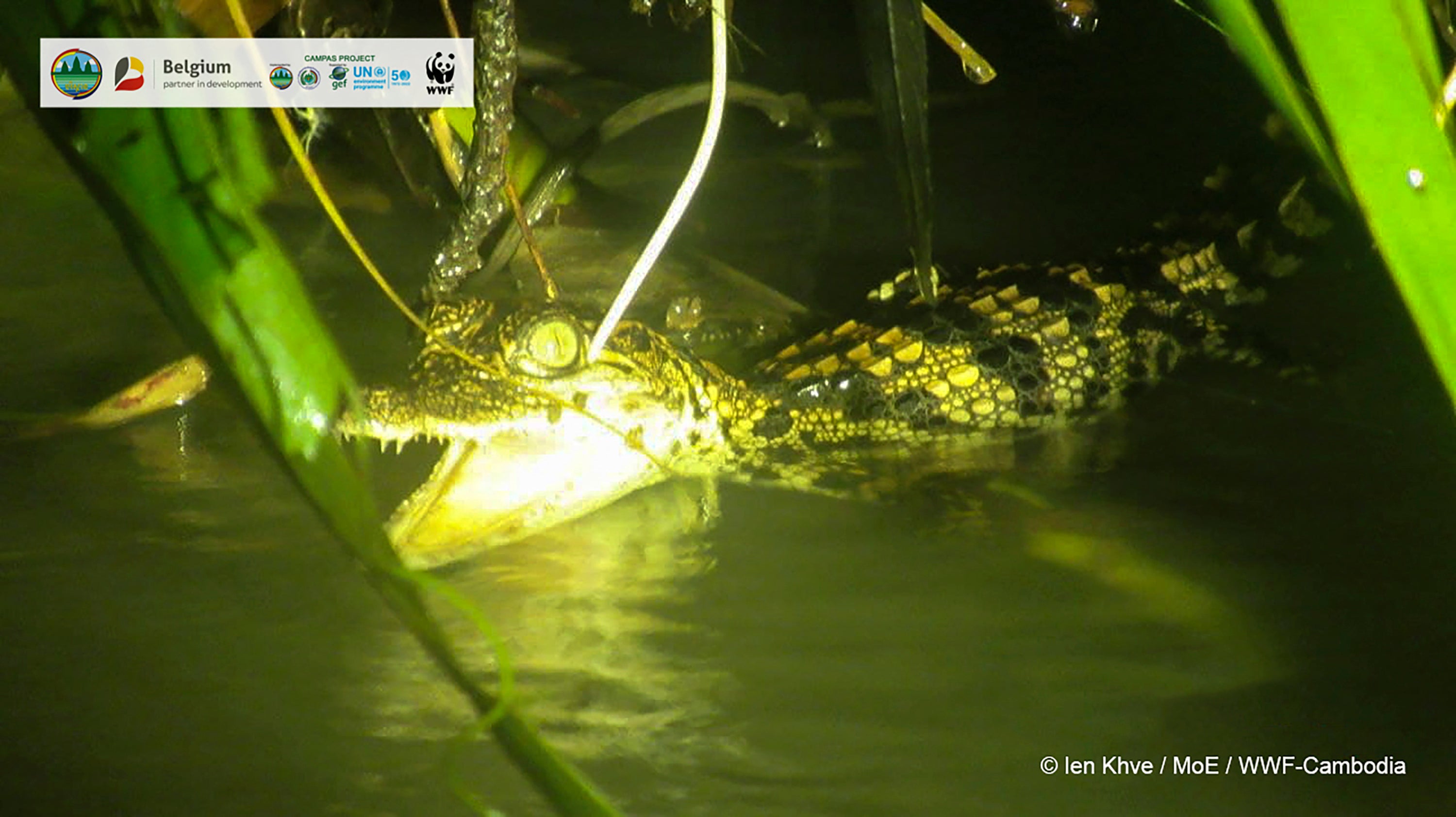 Cambodia Crocodiles