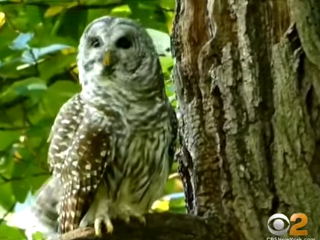 Barry, a Barred owl that was beloved by New Yorkers