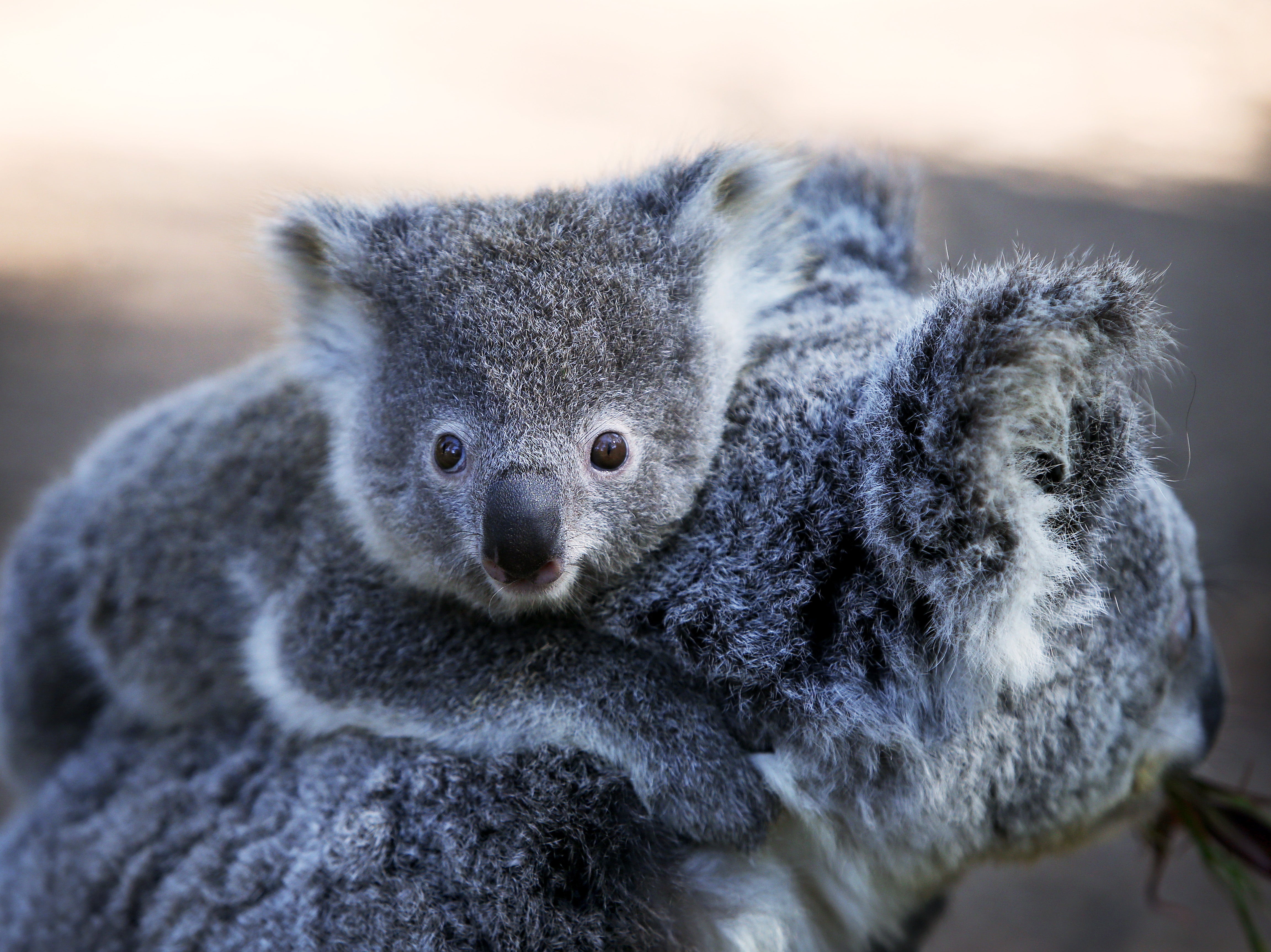 Representational: An estimated 200 koalas were affected during the clearing process, says regulator