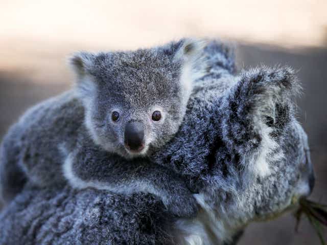 <p>Representational: An estimated 200 koalas were affected during the clearing process, says regulator </p>