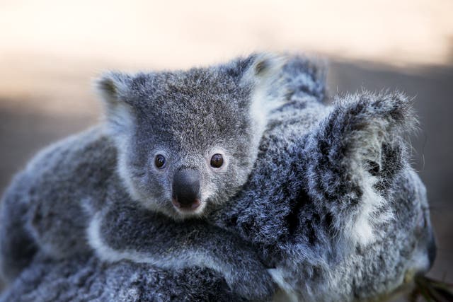 <p>Koala populations are on the decline in Australia, according to a charity</p>
