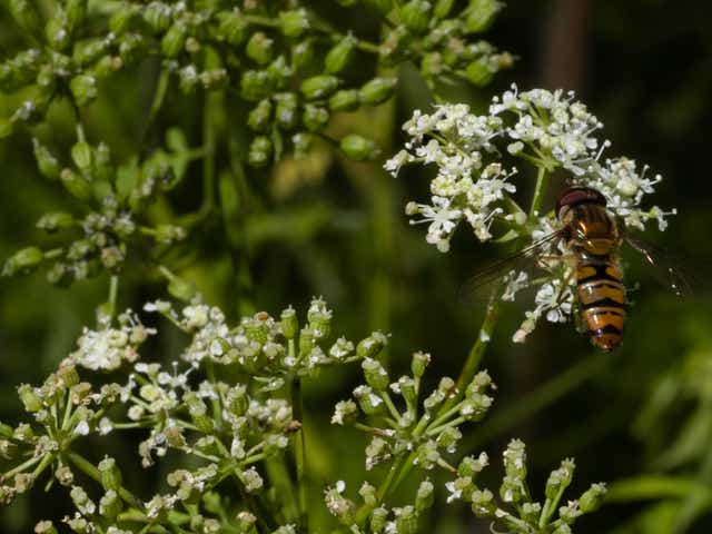 <p>A hoverfly feeds on hemlock growing beside a road in summer near Faversham, England </p>
