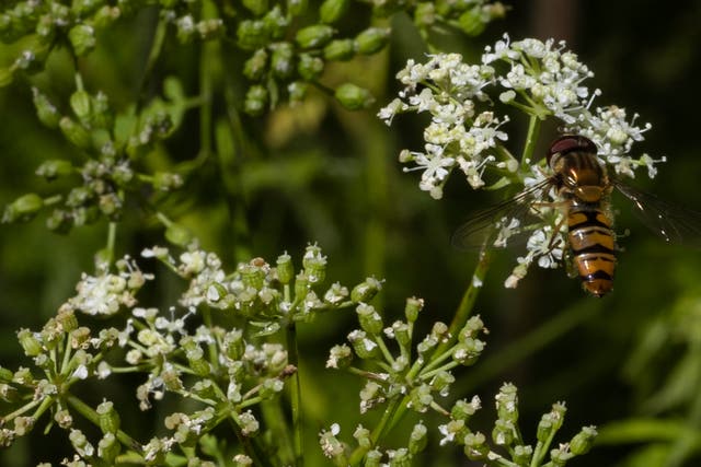 <p>A hoverfly feeds on hemlock growing beside a road in summer near Faversham, England </p>