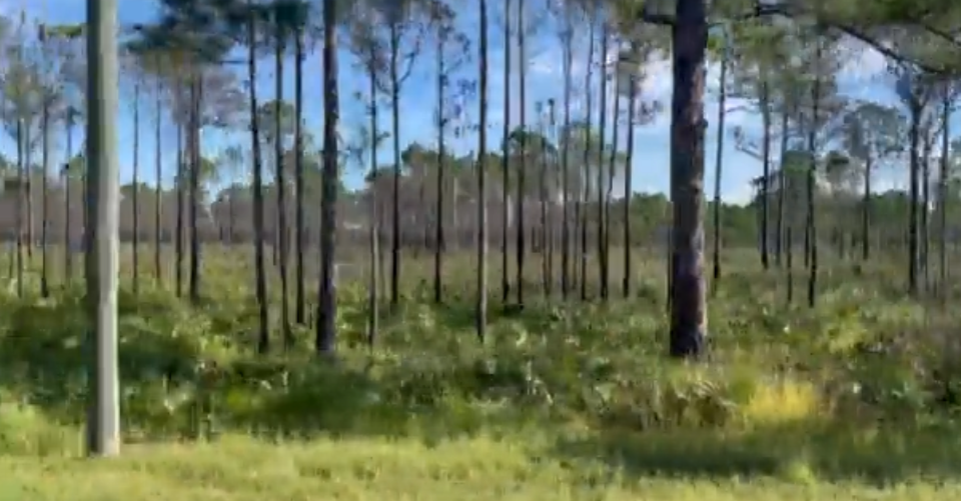 <p>A view of the Florida swampland where investigators are searching for Brian Laundrie</p>