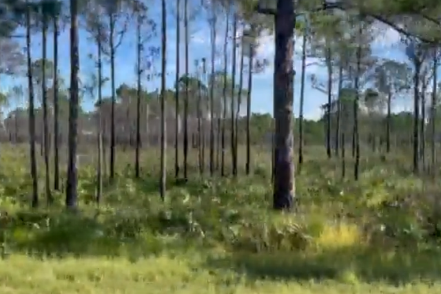 <p>A view of the Florida swampland where investigators are searching for Brian Laundrie</p>