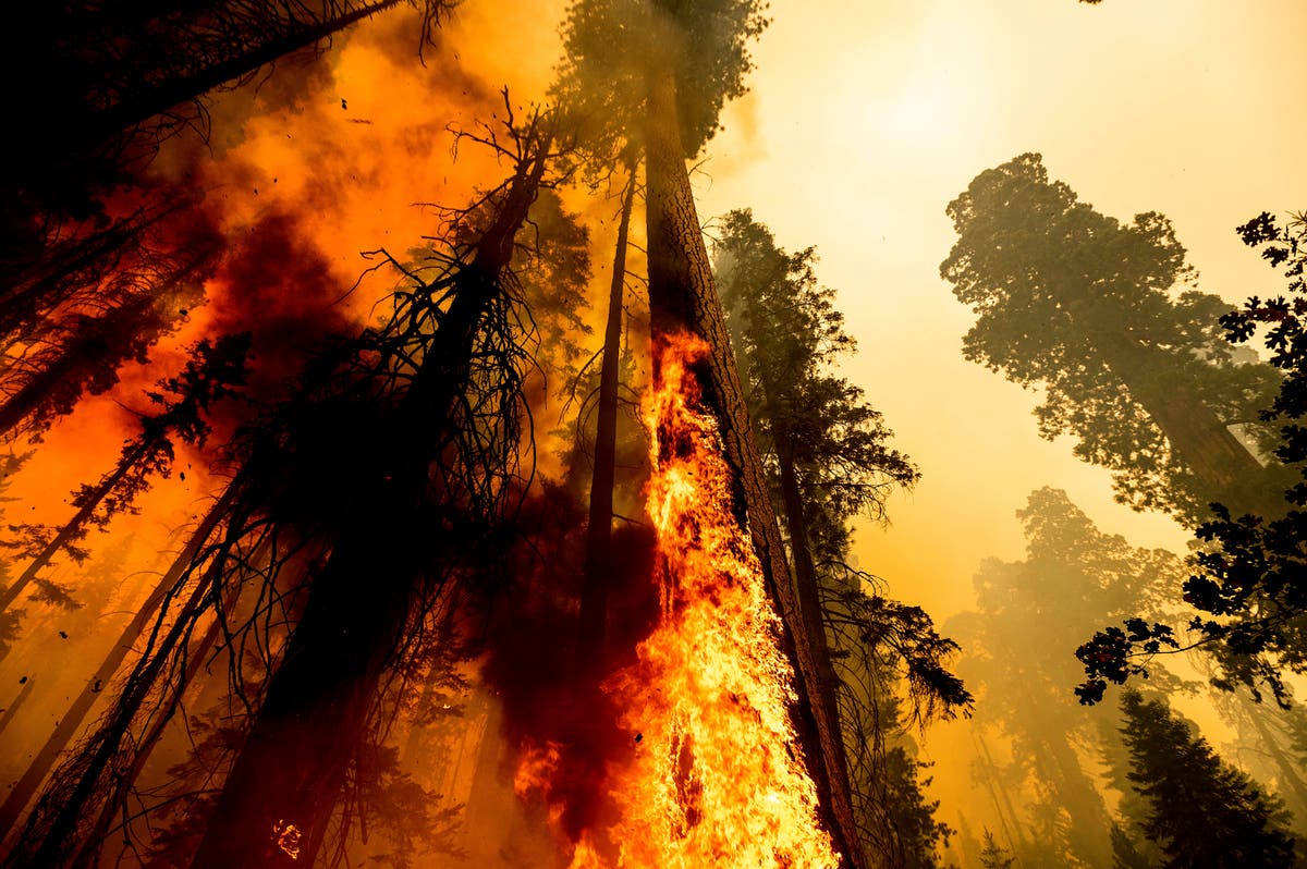 Giant sequoia burns in California wildfire as thousands of firefighters descend to save the ancient trees