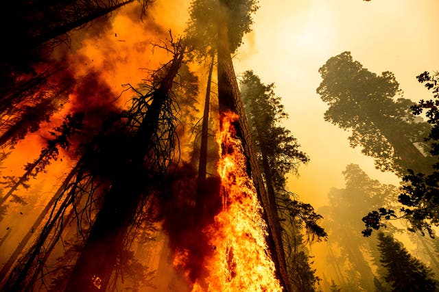 <p>Flames lick up a tree as the Windy Fire burns in the Trail of 100 Giants grove in Sequoia National Forest</p>