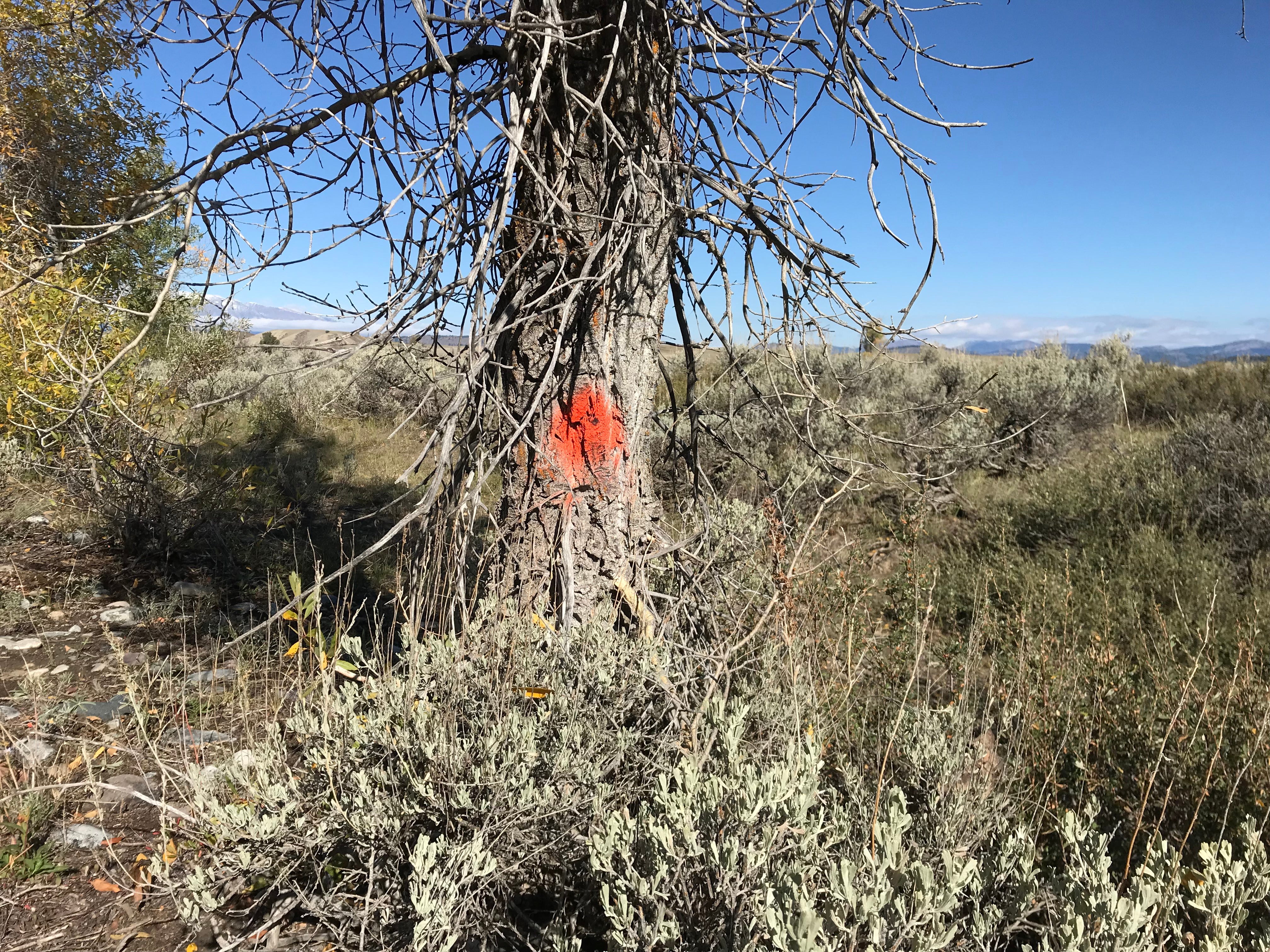 Various red marks - perhaps used as an evidence locator - can be seen in area close to the cross se the