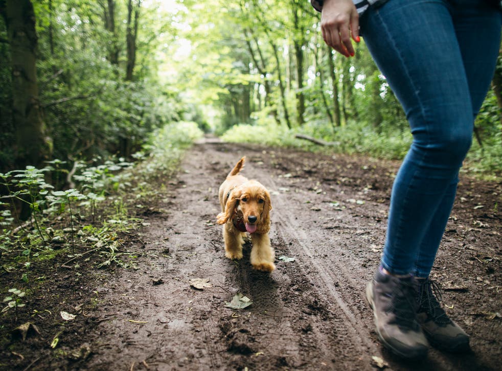 <p>Fluffy cocker spaniel on a walk with its owner</p>