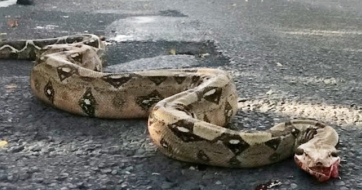 Large albino boa Large albino boa