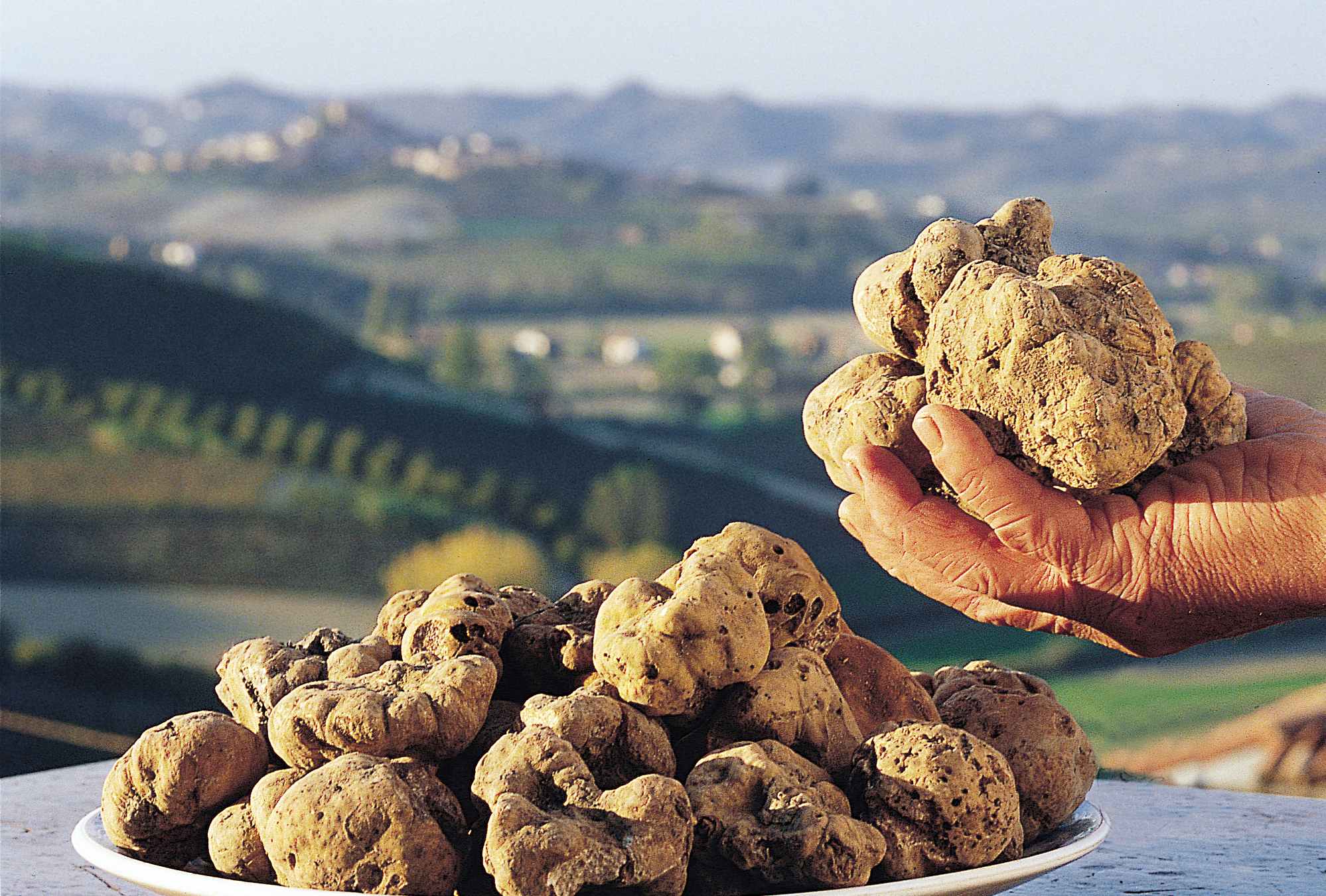 A bumper crop of truffles