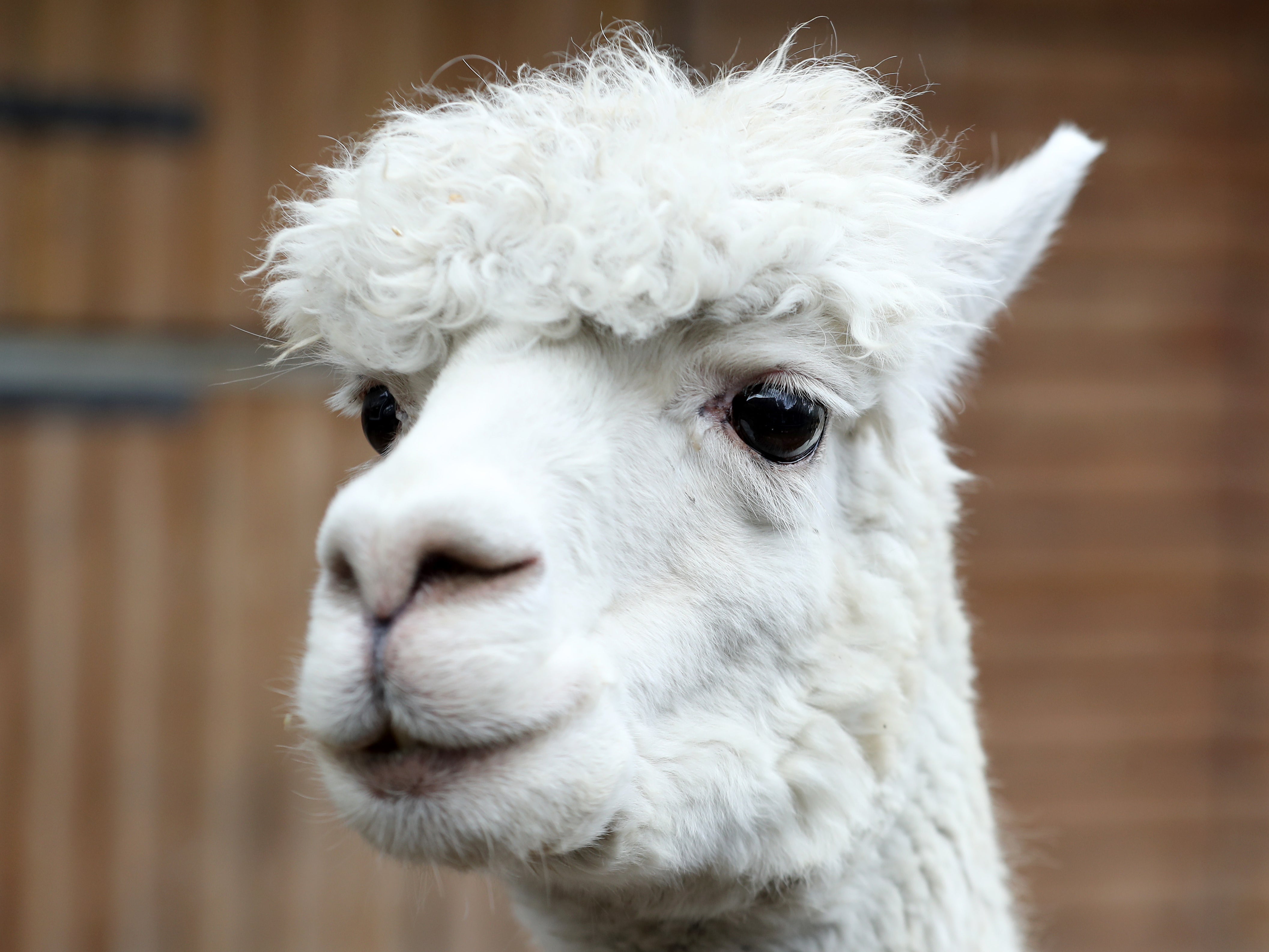 Llama Antibodies 'Among Most Effective' Covid Neutralising Agents, Phe Says  | The Independent